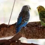 Blind Date
