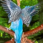 Budgie or Butterfly