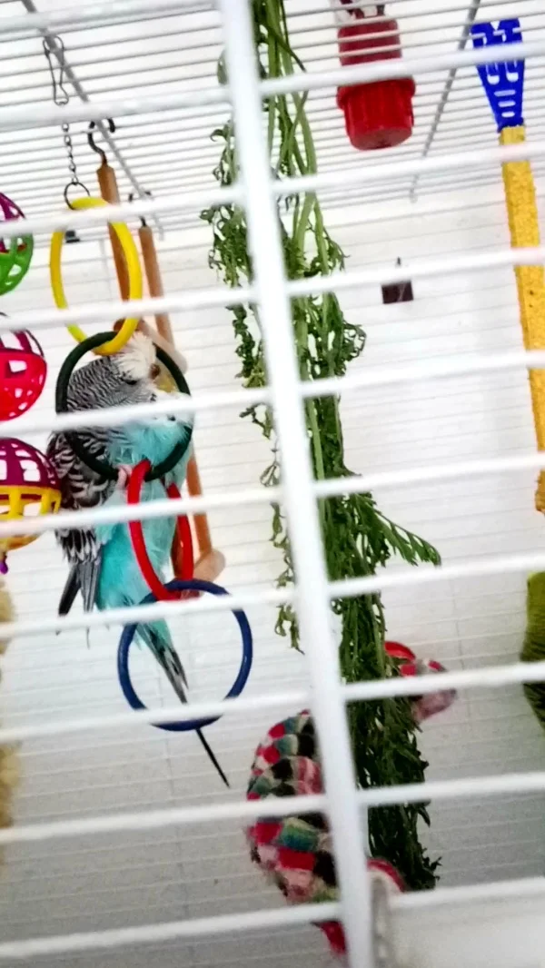 Wellensittich-Bild: Holly liebt es, mit der Sprühflasche nass gemacht zu werden und kriegt nie genug! (: