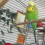 Sweety zum zweiten