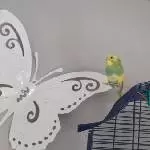 Flockes und Keks erster Freiflug