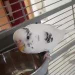 Profilbild Flocke