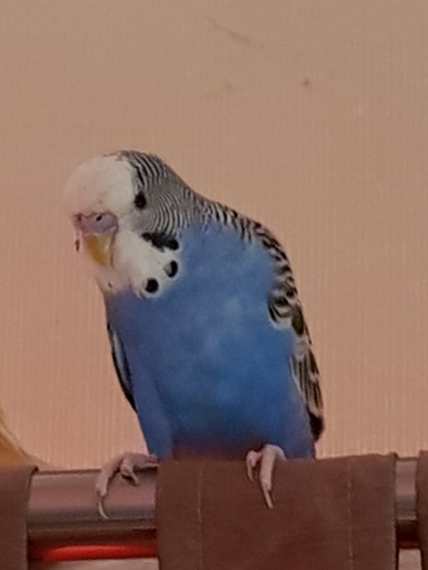 PHPSESSID