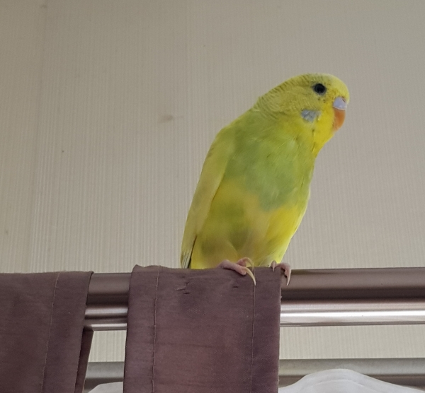 Yoko