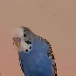  Unser John