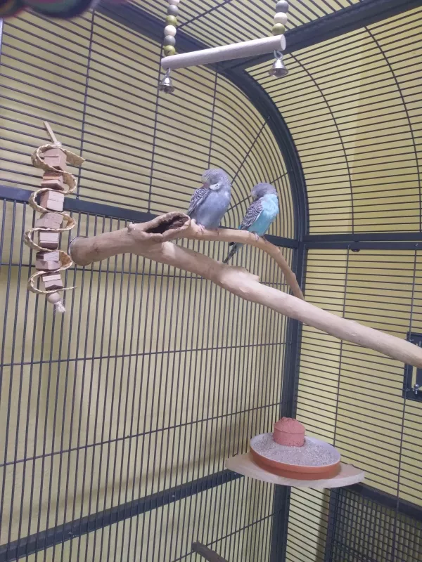 Wellensittich-Bild: Rocky und Blue nähern sich immer mehr an.