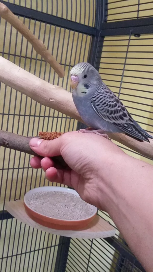 Wellensittich-Bild: Rocky ist das erste Mal auf meiner Hand. Ich war so überrascht und glücklich. 