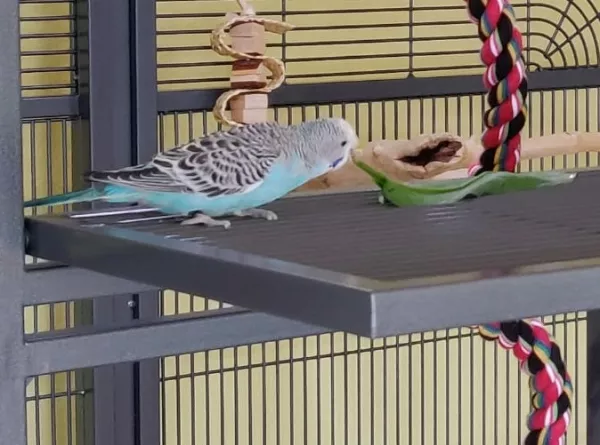 Wellensittich-Bild: Blue knabbert das erste Mal am Bärlauch. Das erste Mal das sie Frischfutter frisst. 