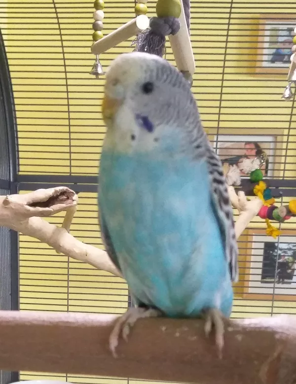 Wellensittich-Bild: Da kann man die kleine Blue besonders gut erkennen. 