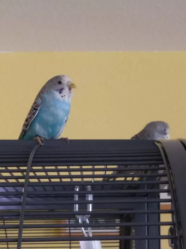 Wellensittich-Bild: Blue hält gerade Siesta und gähnt erstmal ausgiebig bevor sie sich aufplustert und ein Nickerchen macht. 
