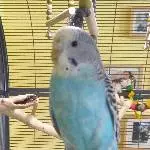 Profilbild von Blue 