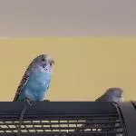 Blue ist müde