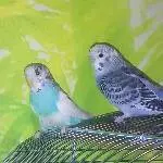 Rocky und Fleckchen