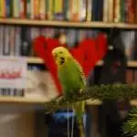 Kiwi am 3 Tag ihre Einzugs