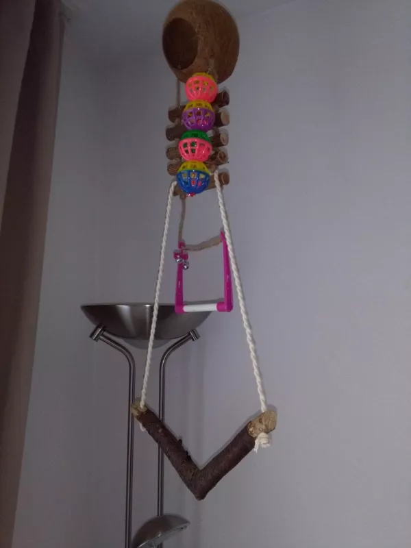 Wellensittich-Bild: einer von seinen möglichen Spielpätzen.
