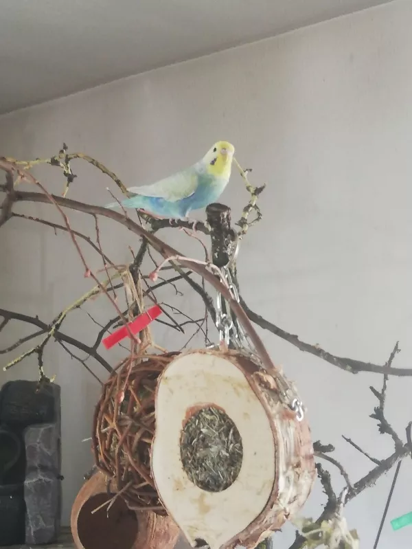 Wellensittich-Bild: Im meinen neuen Heim 