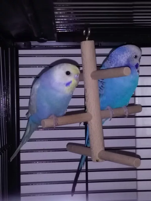 Wellensittich-Bild: So lieb.Jetzt schlafen Sie schon jeden tag zusammen.das ist Alis Liebling platz.es gibt zwar immer etwas gezeter,bevor sie schlafen.aber Reha setzt sich schon durch. 