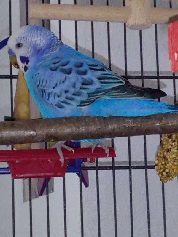 Wellensittich-Bild: Hallo ich bin Ali,ein Welli Hahn. 
Bin ca 1 Jahr alt und erst vor 1 Woche zu meiner neuen Familie gekommen. Vorher ging es mir nicht soo gut. Ich bekam kein Grünfutter und keinen Sand dafür bin ich jetzt wie im Schlaraffenland. Ich hab mich noch nicht so richtig eingewöhnt. Brauche noch etwas Zeit, da ich immer alleine war freue ich mich soo sehr auf meine Henne,ja die kommt jetzt bald und ich kann es kaum erwarten.