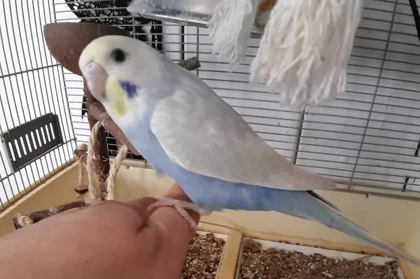 Wellensittich-Bild: Da bin ich noch bei meinem alten zuhause.konnte noch nicht fliegen,darum sitz ich so brav auf der hand.jetzt nicht mehr.hab angst für fingerr von menschen.