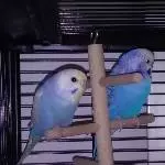 Ali und Reha