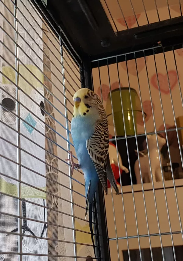 Wellensittich-Bild: Hallo. Meine Name ist Fipsi. Ich bin sehr agil.