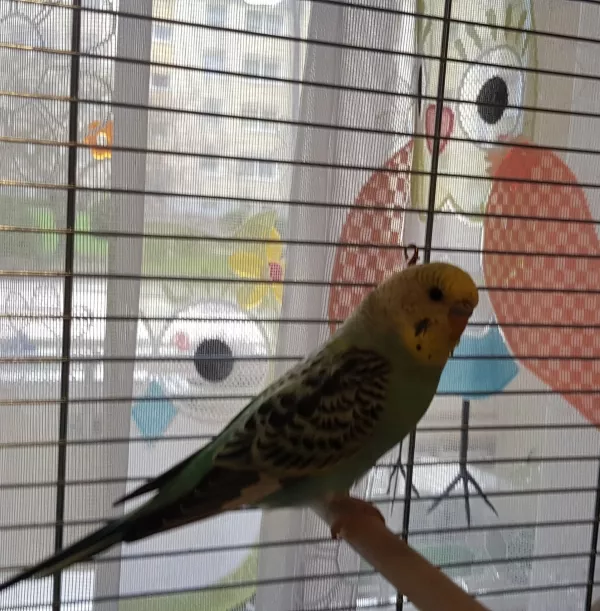Wellensittich-Bild: Hallo. Ich bin Koko. Der jüngste von uns dreien