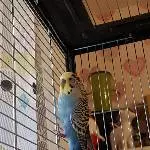 Fipsi der Quirlige