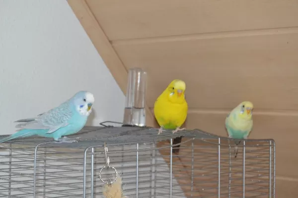 Wellensittich-Bild: Von links nach recht: Nico und seine Damen Snoopy (RIP) und Sky (RIP).