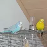 Nico und seine Damen