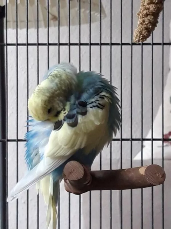 Wellensittich-Bild: Unser lieber blauer Welli Hahn namens Bubi plustert sich auf und versteckt seinen Schnabel im Federkleid- er hat ein so hübsches gelbes und blaues.Dazu murmelt er leise vor sich hin. 