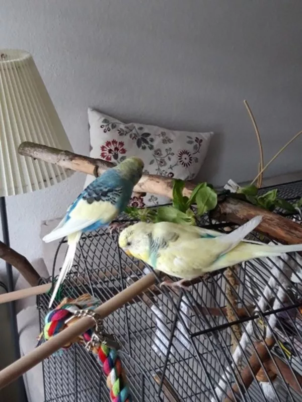 Wellensittich-Bild: Unsere beiden hübschen Welli Hähne Bubi und Pitti (gelb) bei dem täglichen Freiflug. Sie haben sich ganz wunderbar eingelebt. Wir wünschen euch nur das Beste und das ihr sehr lange bei uns bleibt!