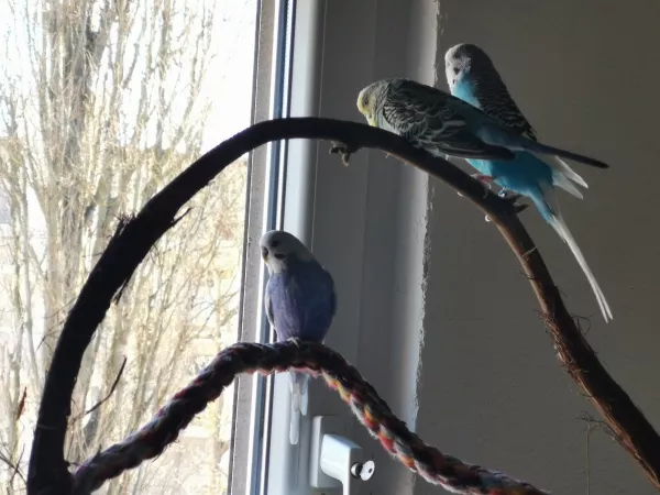 Wellensittich-Bild: Sammy, Felix, Blue