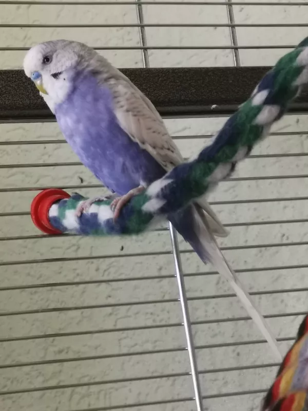 Wellensittich-Bild: Sammy