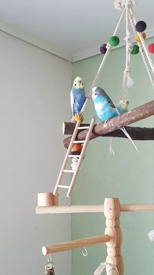Wellensittich-Bild: Joshy, Blue und Nina