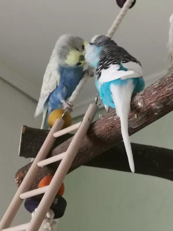 Wellensittich-Bild: Joshy & Blue