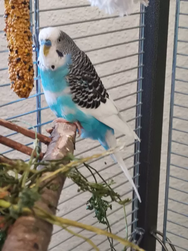 Wellensittich-Bild: Blue