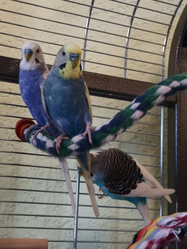 Wellensittich-Bild: Sammy, Joshy, Blue