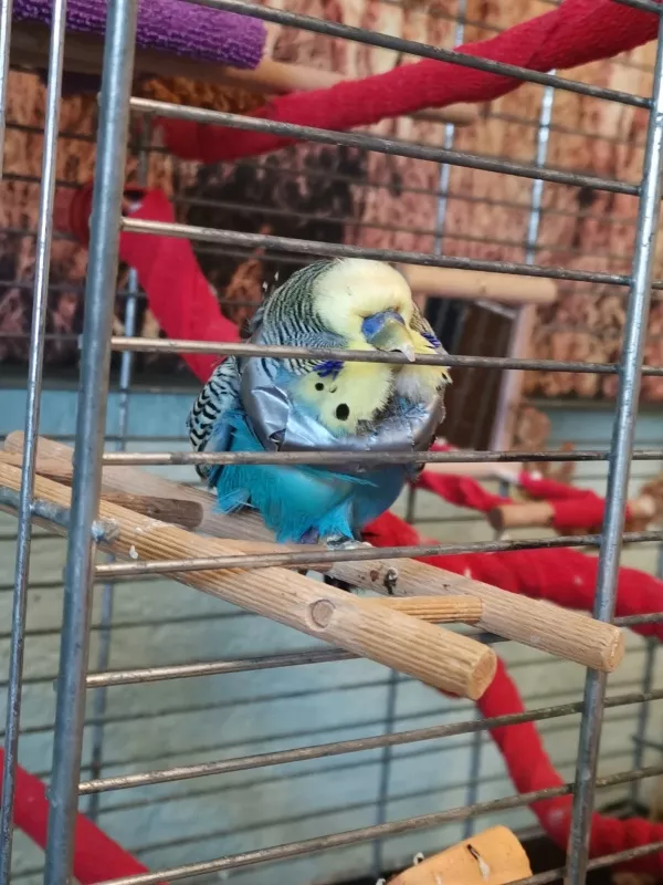 Wellensittich-Bild: Felix