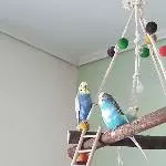 Joshy, Blue und Nina