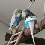 Joshy & Blue