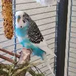 Blue - Jetzt noch mal raus ne Runde drehen