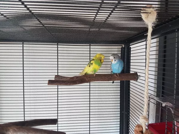 Wellensittich-Bild: Das sind meine beiden lieben Wellis Freddie und Cora.