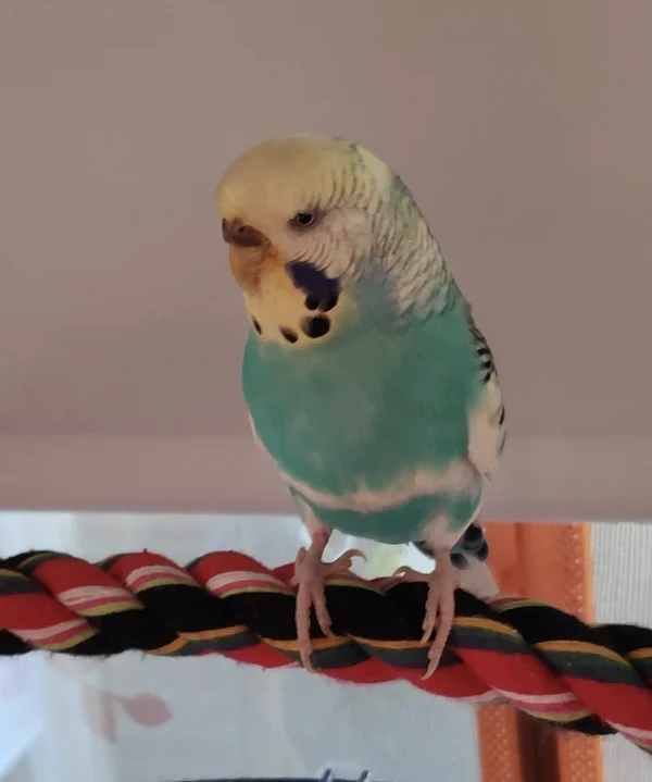 Wellensittich-Bild: Lia ist verrückt nach Möhren, um sie sogleich vollständig zu schreddern. Sie scheinen ihr so gut zu schmecken, dass sie die Möhren schon aus der Hand futtert.