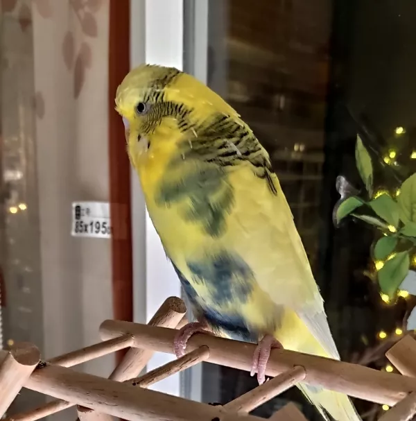 Wellensittich-Bild: Casanovas Schwungfedern sind jetzt wieder nachgewachsen,  so kann er seine Flugkünste wieder zeigen. Nun überlegt er, ob er zum Schlafen auf seine Schaukel fliegen soll, denn es ist ja schon dunkel.
