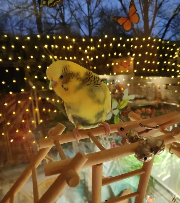 Wellensittich-Bild: Casanova wundert sich über die Weihnachtsbeleuchtung und hört gerne Weihnachtslieder.