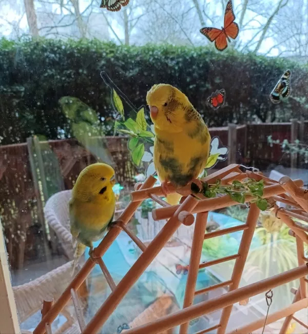 Wellensittich-Bild: Die beiden lieben frischen Oregano. Casanova will sich aber zuerst darüber her machen. Es ist aber genug da, ein ganzes Kräutertöpfchen voll.