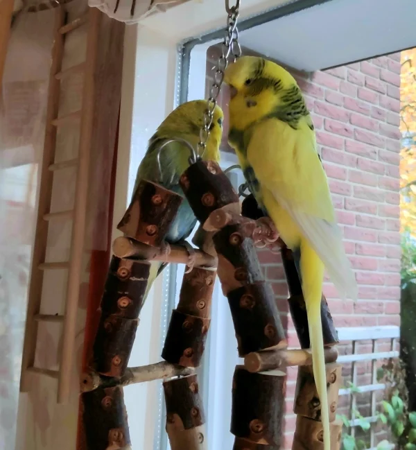Wellensittich-Bild: Ben hat nun wieder einen neuen Partner, und endlich ist er wieder vergnügt und zwitschert ihm ständig etwas vor. Mittags ist es Zeit für ein gemeinsames Schläfchen auf der Schaukel, dann ist Ruhepause.


