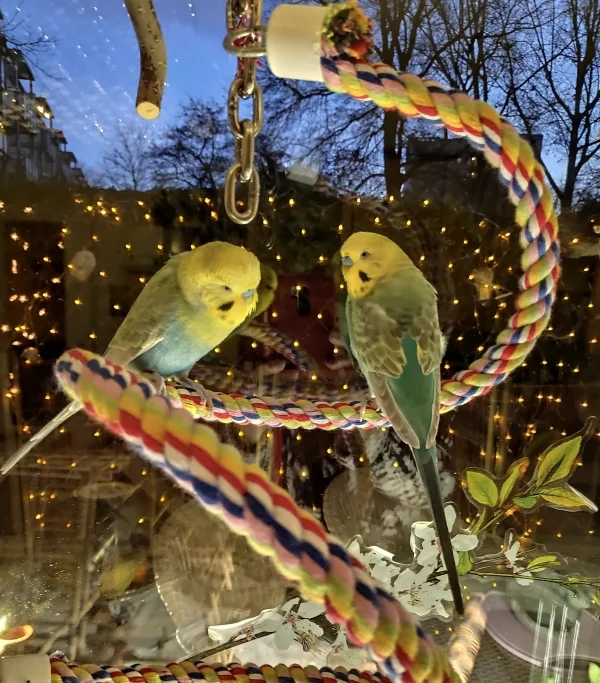 Wellensittich-Bild: Sieh mal die schönen Lichter, Ben, extra für uns. Aber wir haben doch noch gar nicht Weihnachten. :)