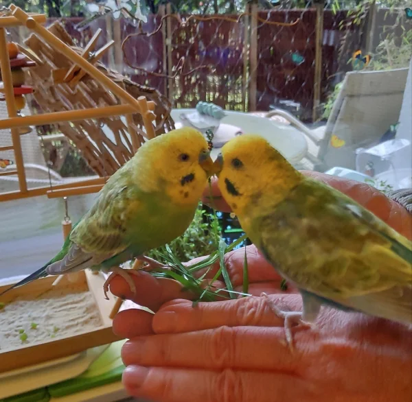 Wellensittich-Bild: Bayala und Ben müssen auf ihren ersten Schnee noch etwas warten. Zum Trost gibt es aber noch frisches Gras. Irgendwann werden sie hoffentlich Schneeflocken vorm Fenster tanzen sehen.