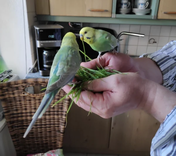 Wellensittich-Bild: Für Bayala und Ben ist Gras das Größte, da kommen sie schnell auf die Hände.